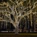 Best Holiday String Lights