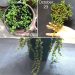 Best Light for String of Pearls