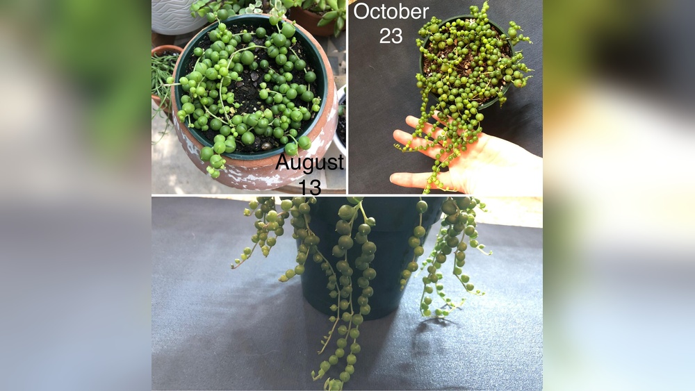 Best Light for String of Pearls