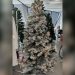 Best Snow Covered Artificial Christmas Tree