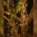 Best String Lights for Christmas Tree