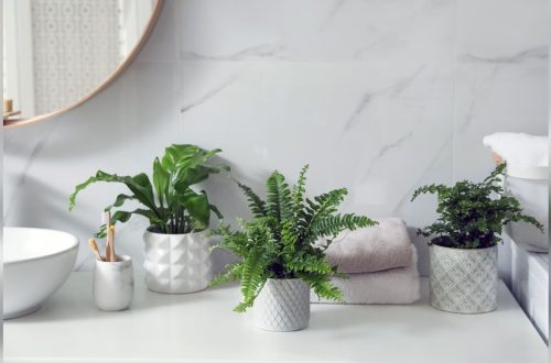 How to Decorate Bathroom With Live Plants