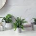 How to Decorate Bathroom With Live Plants