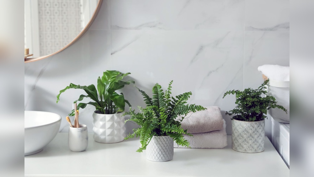 How to Decorate Bathroom With Live Plants