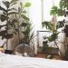 How to Decorate Plants in Bedroom