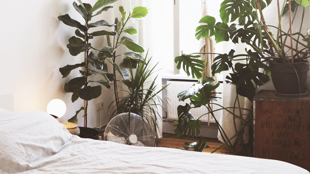 How to Decorate Plants in Bedroom