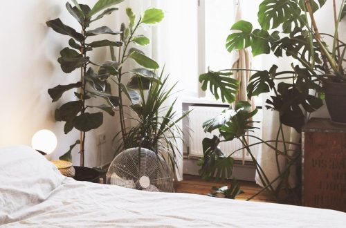 How to Decorate Your Bedroom With Plants