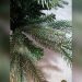 How to Get Mold off Artificial Christmas Tree