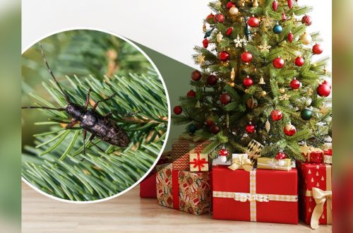How to Keep Bed Bugs Out of Artificial Christmas Tree