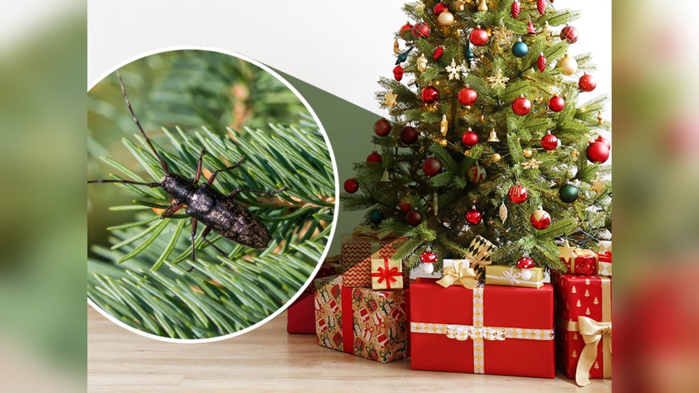 How to Keep Bed Bugs Out of Artificial Christmas Tree