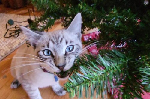How to Keep Cat from Eating Artificial Christmas Tree