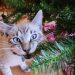 How to Keep Cat from Eating Artificial Christmas Tree