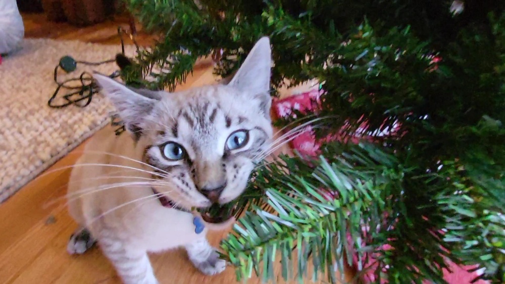 How to Keep Cat from Eating Artificial Christmas Tree