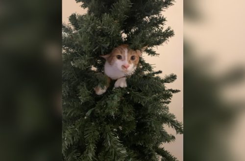 How to Keep Cats Out of Artificial Christmas Trees