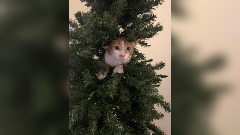 How to Keep Cats Out of Artificial Christmas Trees