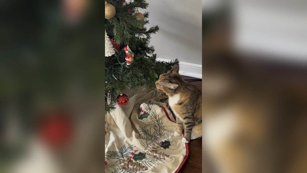 How to Keep My Cat from Biting Artificial Christmas Tree