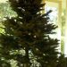 How to Put Up a Colored Coded Artificial Christmas Tree