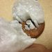What to Do With a Broken Himalayan Salt Lamp