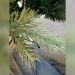What to Spray on Artificial Christmas Tree for Mold