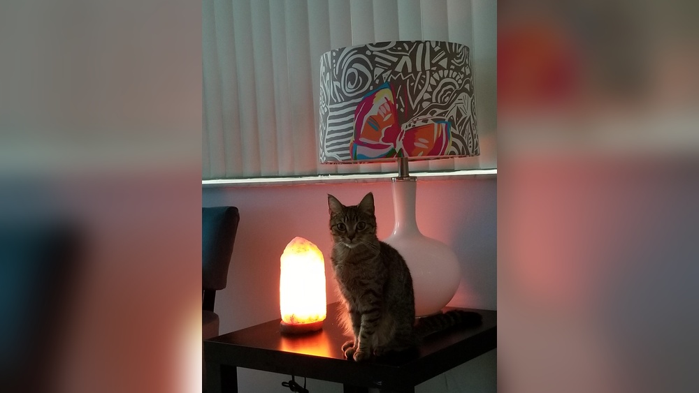 Why Do Cats Like Himalayan Salt Lamps