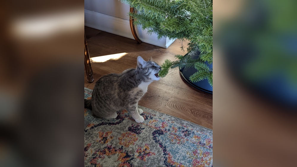 Why Does My Cat Keep Licking the Artificial Christmas Tree