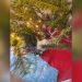 Why Does My Cat Lick My Artificial Christmas Tree