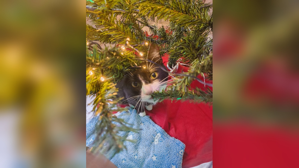 Why Does My Cat Lick My Artificial Christmas Tree